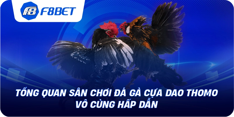 Tổng quan sân chơi đá gà cựa dao Thomo vô cùng hấp dẫn