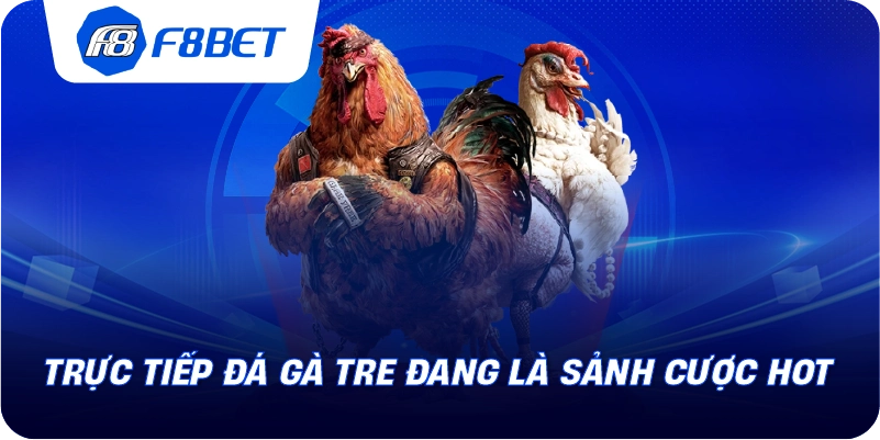 Trực tiếp đá gà tre đang là sảnh cược hot